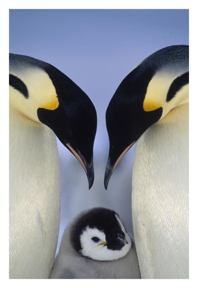Emperor Penguin parents greeting chick, Atka Bay, Princess Martha Coast, Weddell Sea, Antarctica-Paper Art-22"x32"