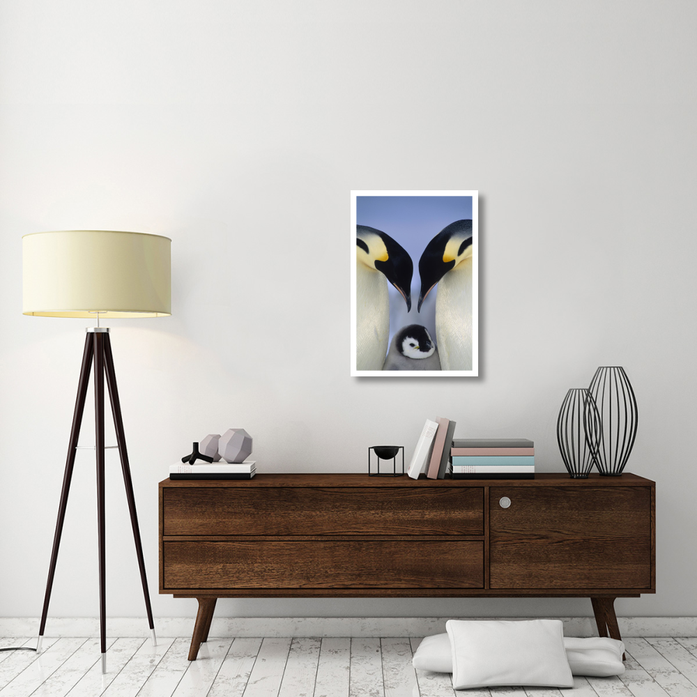 Emperor Penguin parents greeting chick, Atka Bay, Princess Martha Coast, Weddell Sea, Antarctica-Paper Art-22&quotx32"