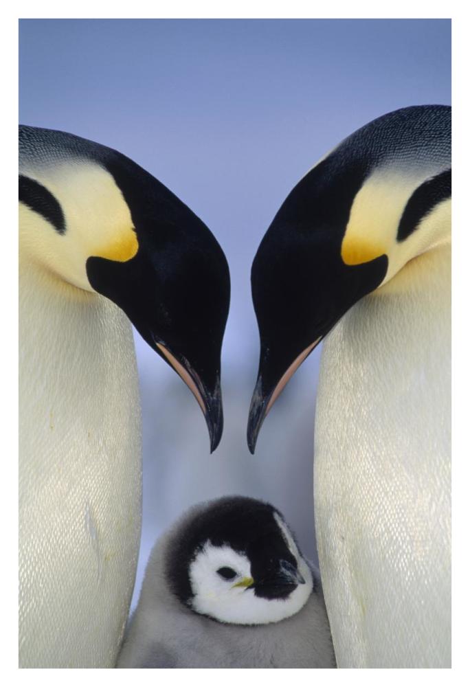 Emperor Penguin parents greeting chick, Atka Bay, Princess Martha Coast, Weddell Sea, Antarctica-Paper Art-26"x38"