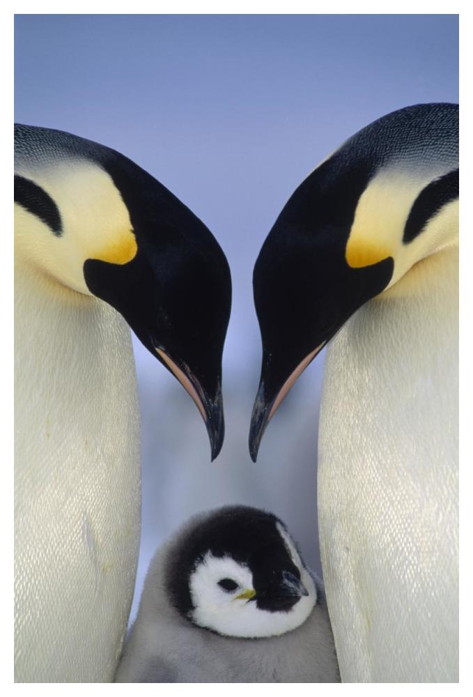 Emperor Penguin parents greeting chick, Atka Bay, Princess Martha Coast, Weddell Sea, Antarctica-Paper Art-34"x50"