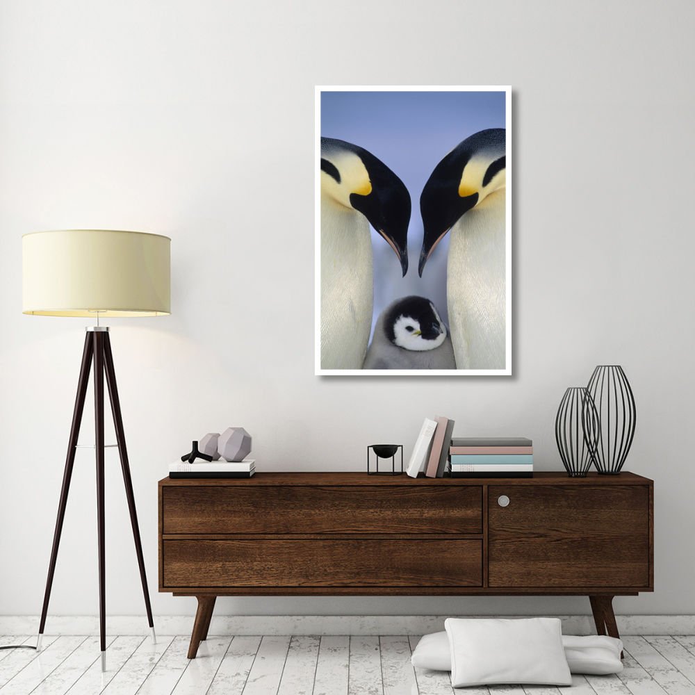 Emperor Penguin parents greeting chick, Atka Bay, Princess Martha Coast, Weddell Sea, Antarctica-Paper Art-34&quotx50"