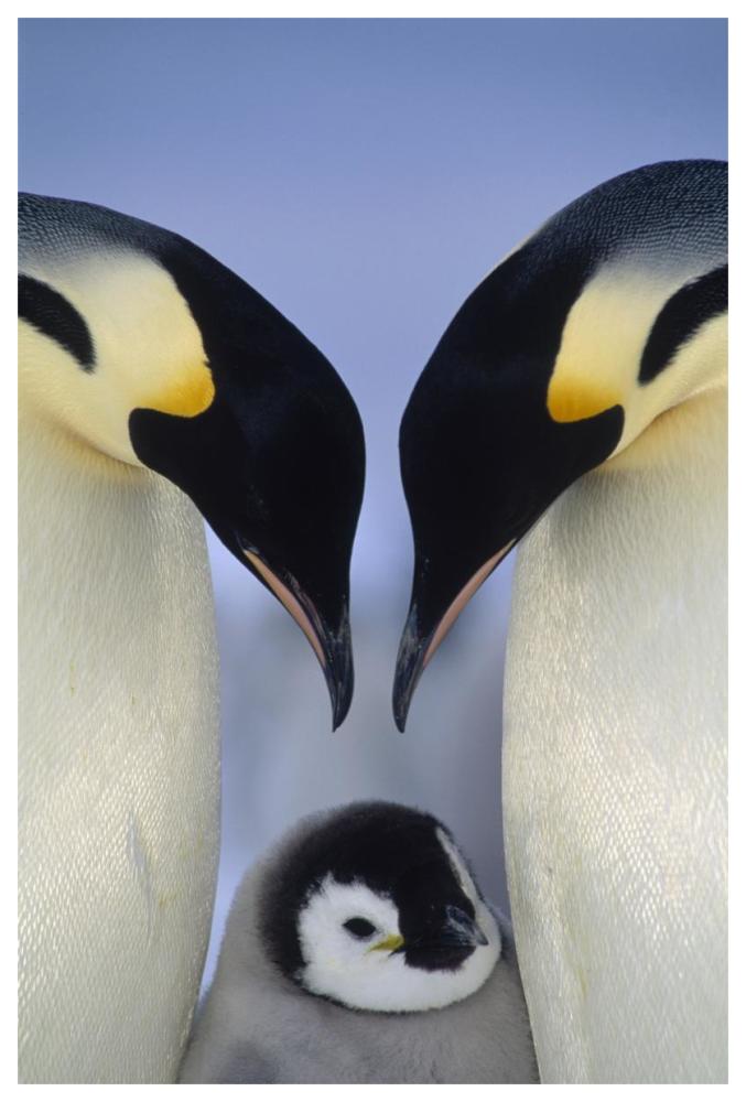 Emperor Penguin parents greeting chick, Atka Bay, Princess Martha Coast, Weddell Sea, Antarctica-Paper Art-42"x62"
