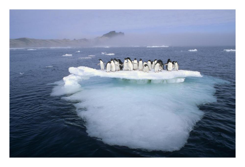 Adelie Penguin group crowding on melting summer ice floe, Possession Island, Ross Sea, Antarctica-Paper Art-26"x18"