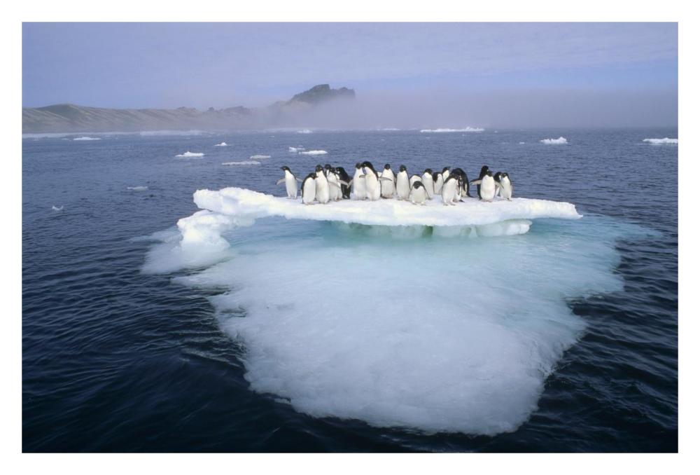 Adelie Penguin group crowding on melting summer ice floe, Possession Island, Ross Sea, Antarctica-Paper Art-32"x22"