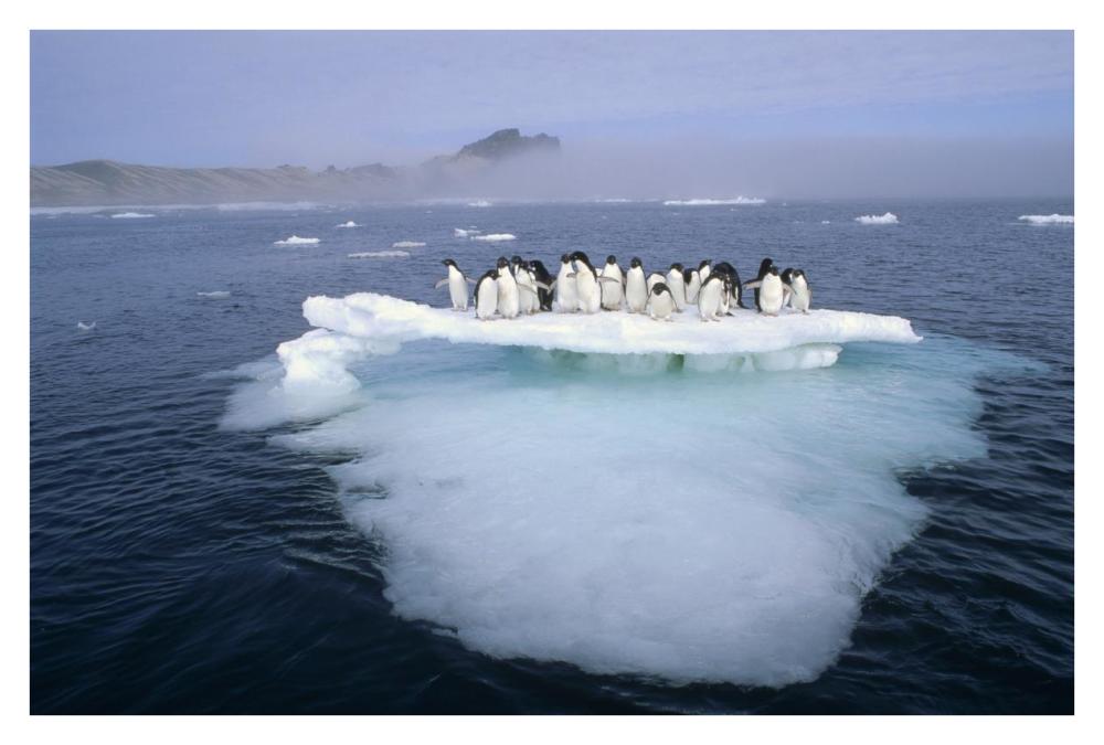 Adelie Penguin group crowding on melting summer ice floe, Possession Island, Ross Sea, Antarctica-Paper Art-38"x26"