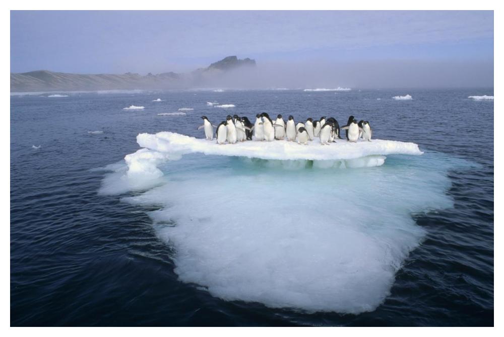 Adelie Penguin group crowding on melting summer ice floe, Possession Island, Ross Sea, Antarctica-Paper Art-50"x34"