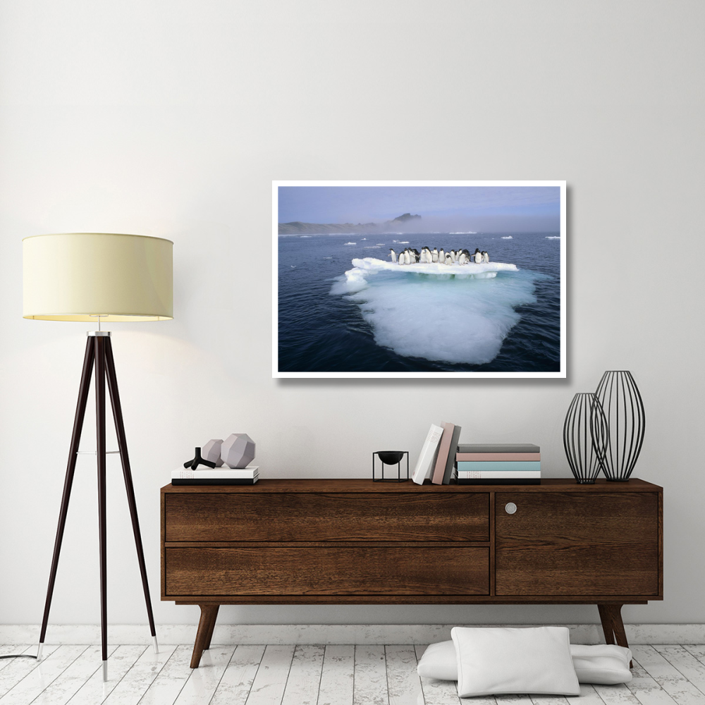 Adelie Penguin group crowding on melting summer ice floe, Possession Island, Ross Sea, Antarctica-Paper Art-50&quotx34"