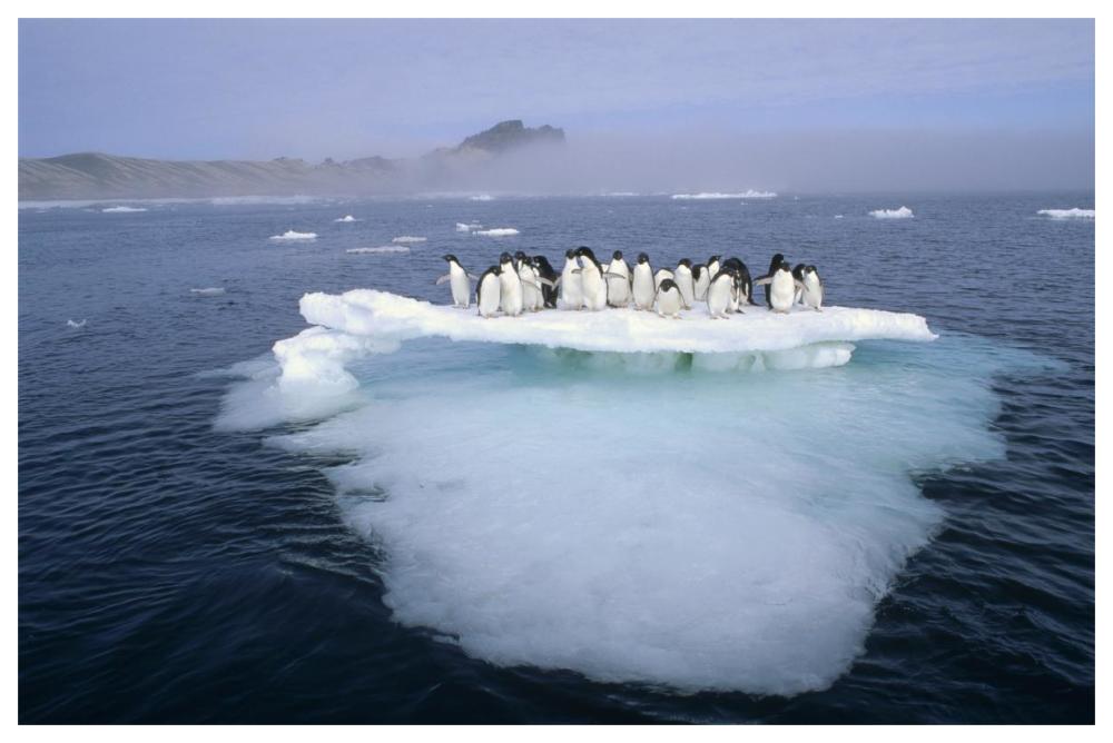 Adelie Penguin group crowding on melting summer ice floe, Possession Island, Ross Sea, Antarctica-Paper Art-62"x42"
