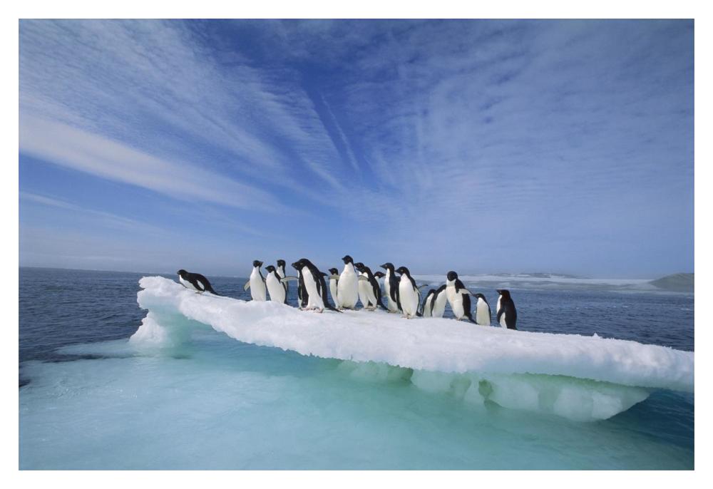 Adelie Penguin group crowding on melting summer ice floe, Possession Island, Ross Sea, Antarctica-Paper Art-20"x14"
