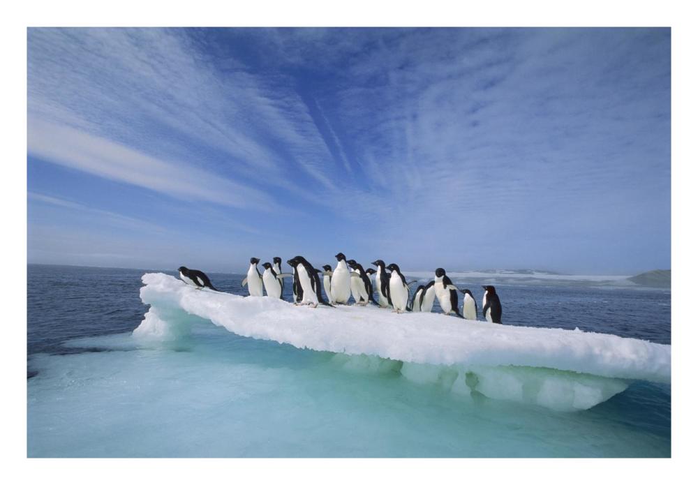 Adelie Penguin group crowding on melting summer ice floe, Possession Island, Ross Sea, Antarctica-Paper Art-26"x18"