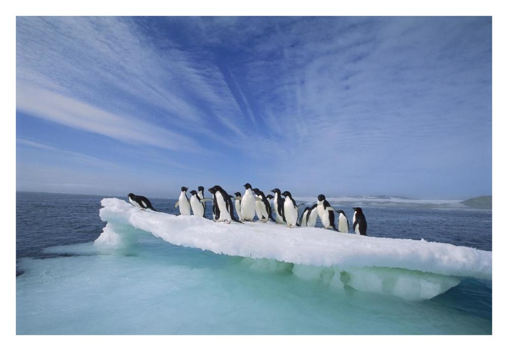 Adelie Penguin group crowding on melting summer ice floe, Possession Island, Ross Sea, Antarctica-Paper Art-32"x22"