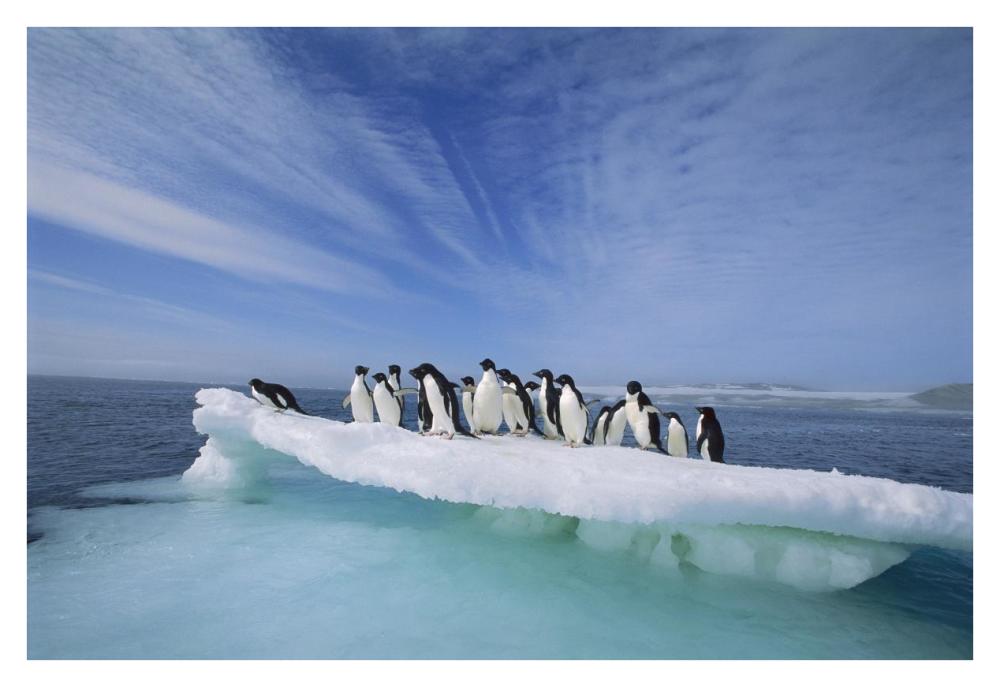 Adelie Penguin group crowding on melting summer ice floe, Possession Island, Ross Sea, Antarctica-Paper Art-38"x26"