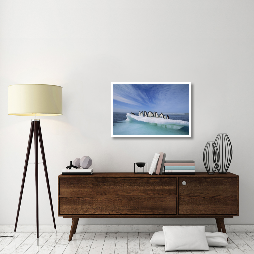 Adelie Penguin group crowding on melting summer ice floe, Possession Island, Ross Sea, Antarctica-Paper Art-38&quotx26"