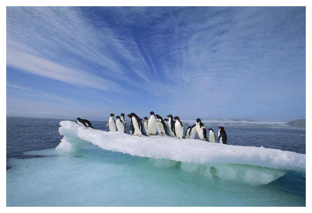 Adelie Penguin group crowding on melting summer ice floe, Possession Island, Ross Sea, Antarctica-Paper Art-50"x34"