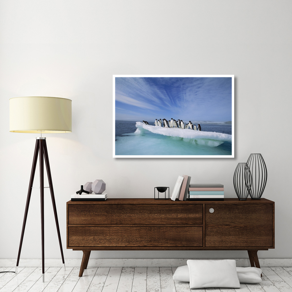 Adelie Penguin group crowding on melting summer ice floe, Possession Island, Ross Sea, Antarctica-Paper Art-50&quotx34"