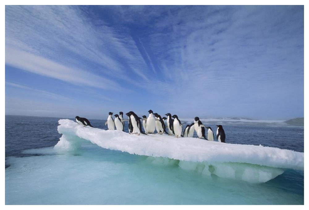 Adelie Penguin group crowding on melting summer ice floe, Possession Island, Ross Sea, Antarctica-Paper Art-62"x42"
