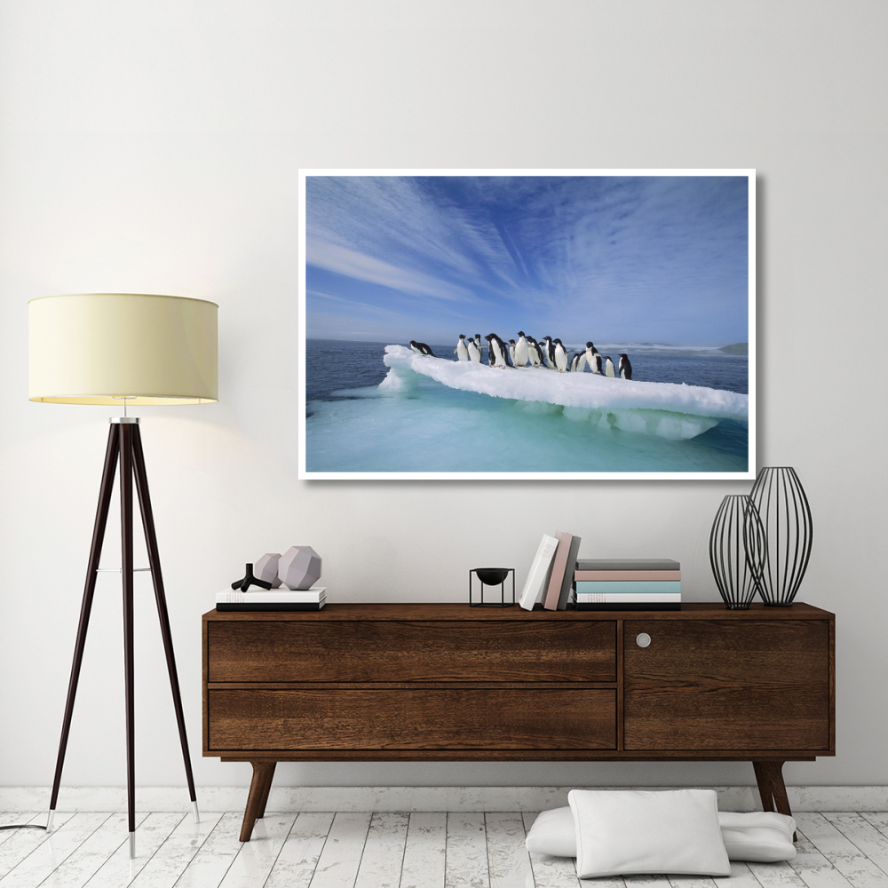 Adelie Penguin group crowding on melting summer ice floe, Possession Island, Ross Sea, Antarctica-Paper Art-62&quotx42"