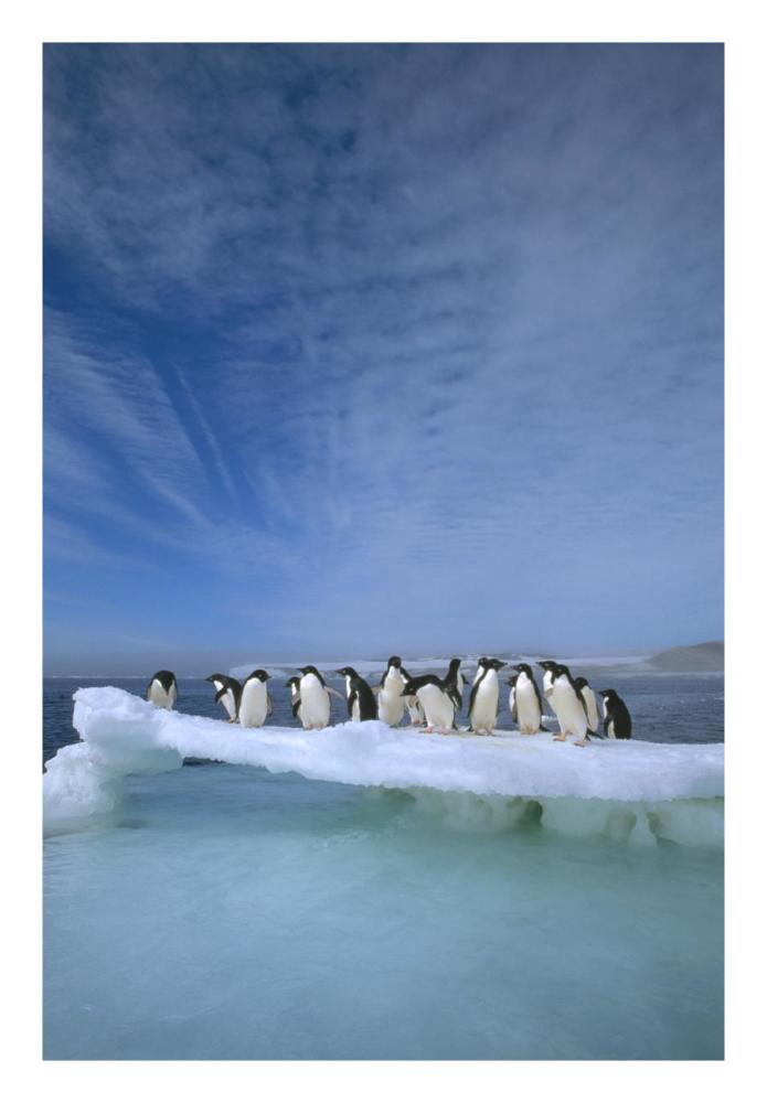 Adelie Penguin group crowding on melting summer ice floe, Possession Island, Ross Sea, Antarctica-Paper Art-18"x26"
