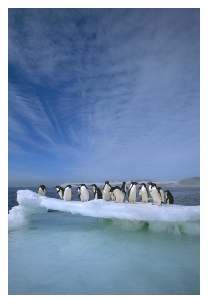 Adelie Penguin group crowding on melting summer ice floe, Possession Island, Ross Sea, Antarctica-Paper Art-26"x38"