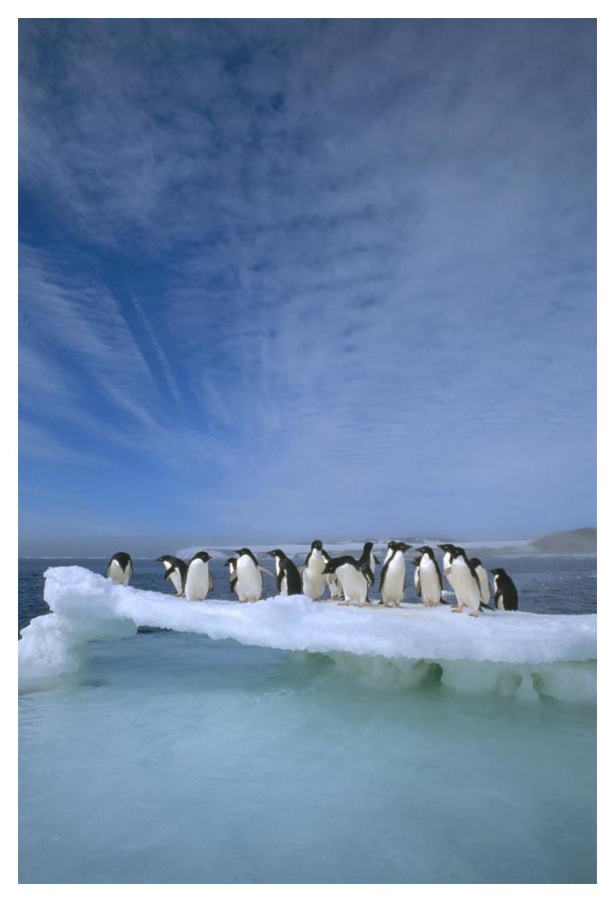 Adelie Penguin group crowding on melting summer ice floe, Possession Island, Ross Sea, Antarctica-Paper Art-34"x50"
