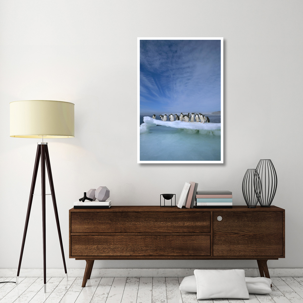 Adelie Penguin group crowding on melting summer ice floe, Possession Island, Ross Sea, Antarctica-Paper Art-34&quotx50"