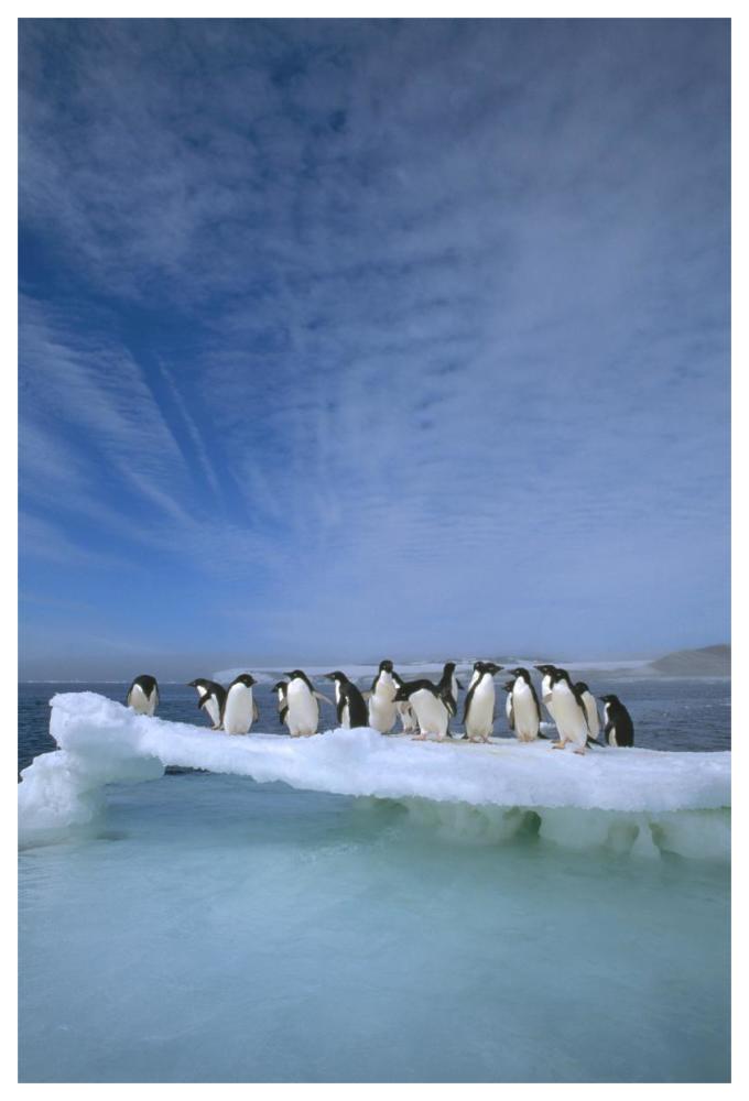 Adelie Penguin group crowding on melting summer ice floe, Possession Island, Ross Sea, Antarctica-Paper Art-42"x62"