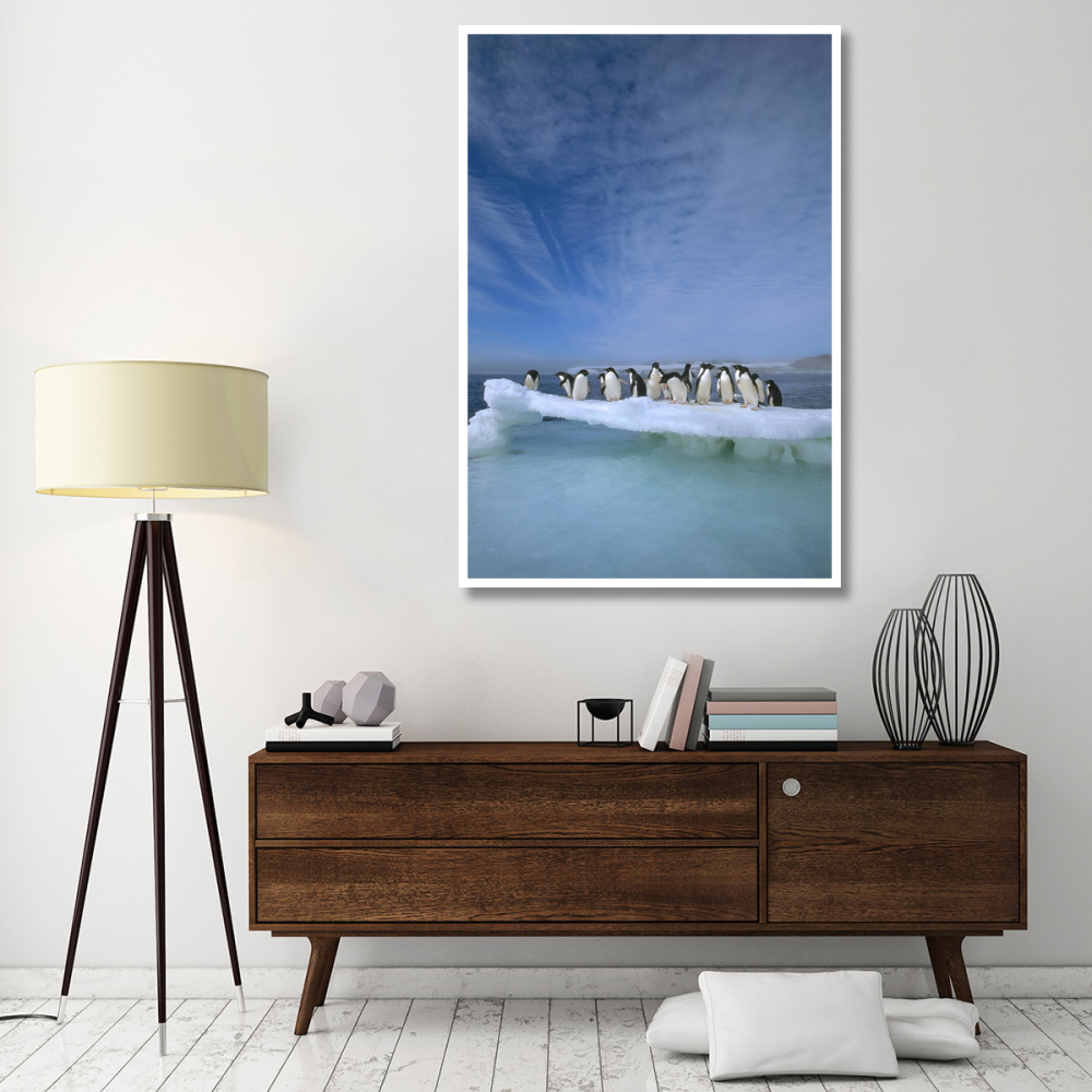 Adelie Penguin group crowding on melting summer ice floe, Possession Island, Ross Sea, Antarctica-Paper Art-42&quotx62"