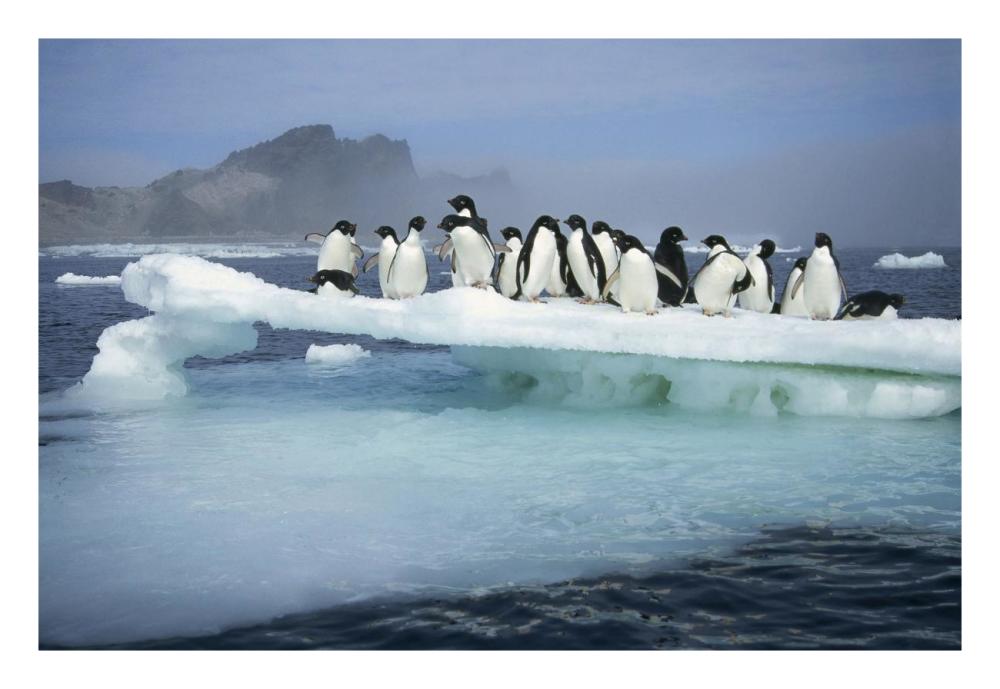 Adelie Penguin group crowding on melting summer ice floe, Possession Island, Ross Sea, Antarctica-Paper Art-26"x18"