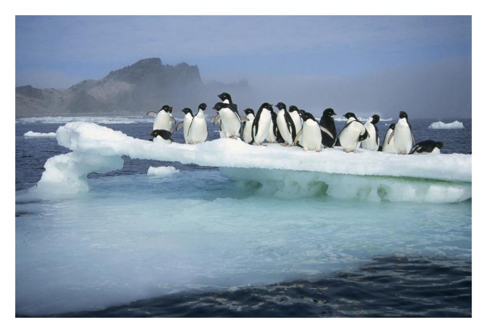 Adelie Penguin group crowding on melting summer ice floe, Possession Island, Ross Sea, Antarctica-Paper Art-32"x22"