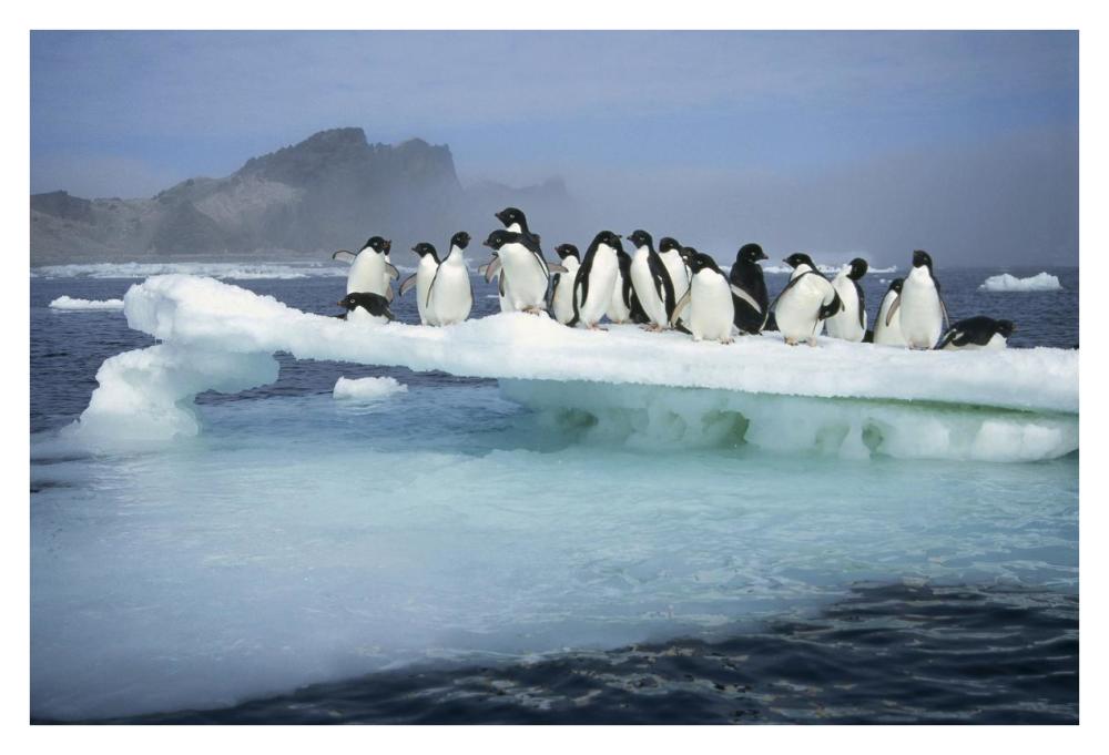 Adelie Penguin group crowding on melting summer ice floe, Possession Island, Ross Sea, Antarctica-Paper Art-38"x26"
