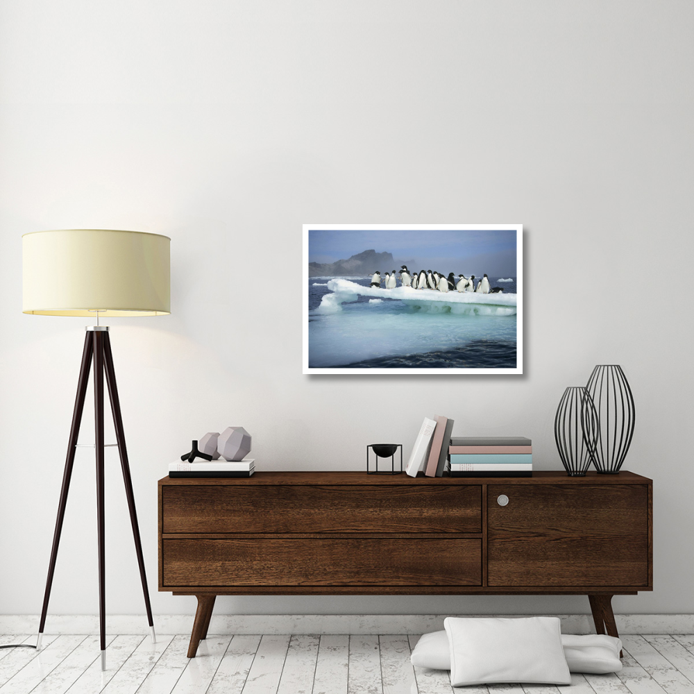 Adelie Penguin group crowding on melting summer ice floe, Possession Island, Ross Sea, Antarctica-Paper Art-38&quotx26"