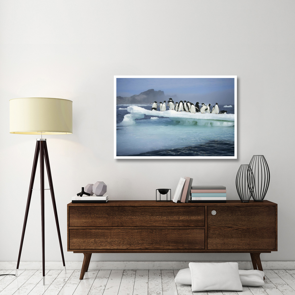 Adelie Penguin group crowding on melting summer ice floe, Possession Island, Ross Sea, Antarctica-Paper Art-50&quotx34"