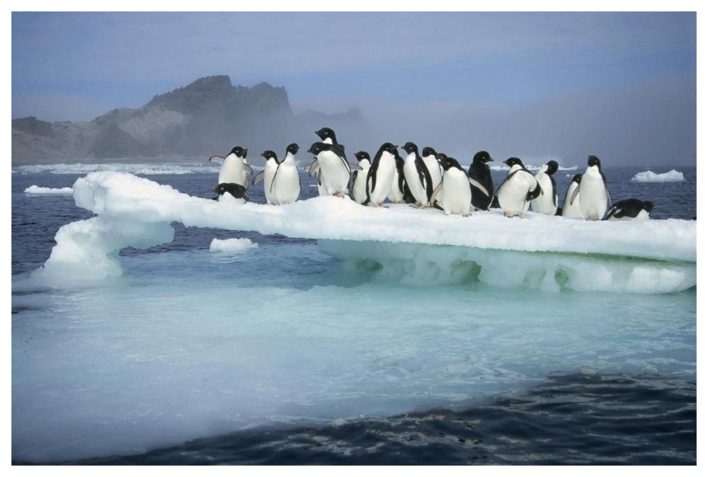 Adelie Penguin group crowding on melting summer ice floe, Possession Island, Ross Sea, Antarctica-Paper Art-62"x42"