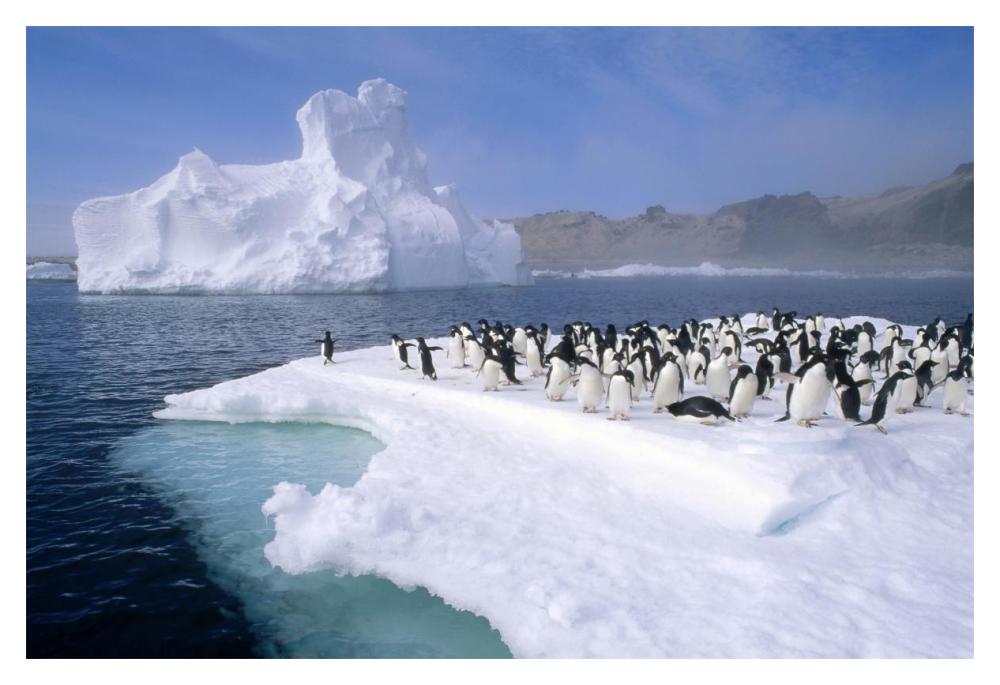 Adelie Penguin group crowding on melting summer ice floe, Possession Island, Ross Sea, Antarctica-Paper Art-20"x14"