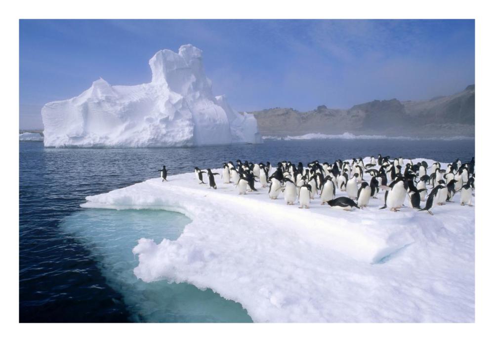 Adelie Penguin group crowding on melting summer ice floe, Possession Island, Ross Sea, Antarctica-Paper Art-26"x18"