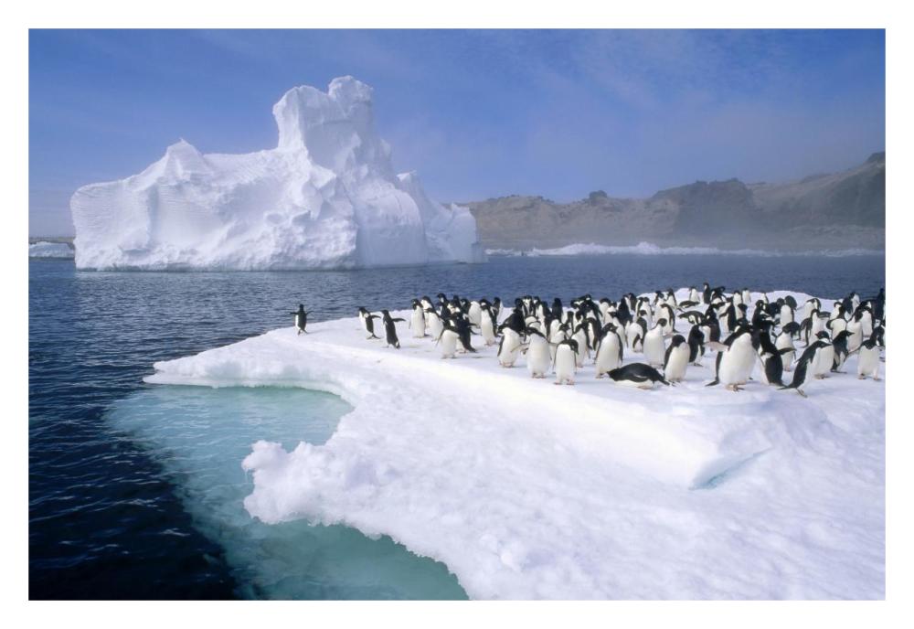 Adelie Penguin group crowding on melting summer ice floe, Possession Island, Ross Sea, Antarctica-Paper Art-32"x22"