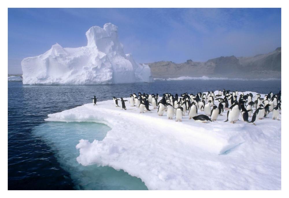 Adelie Penguin group crowding on melting summer ice floe, Possession Island, Ross Sea, Antarctica-Paper Art-38"x26"