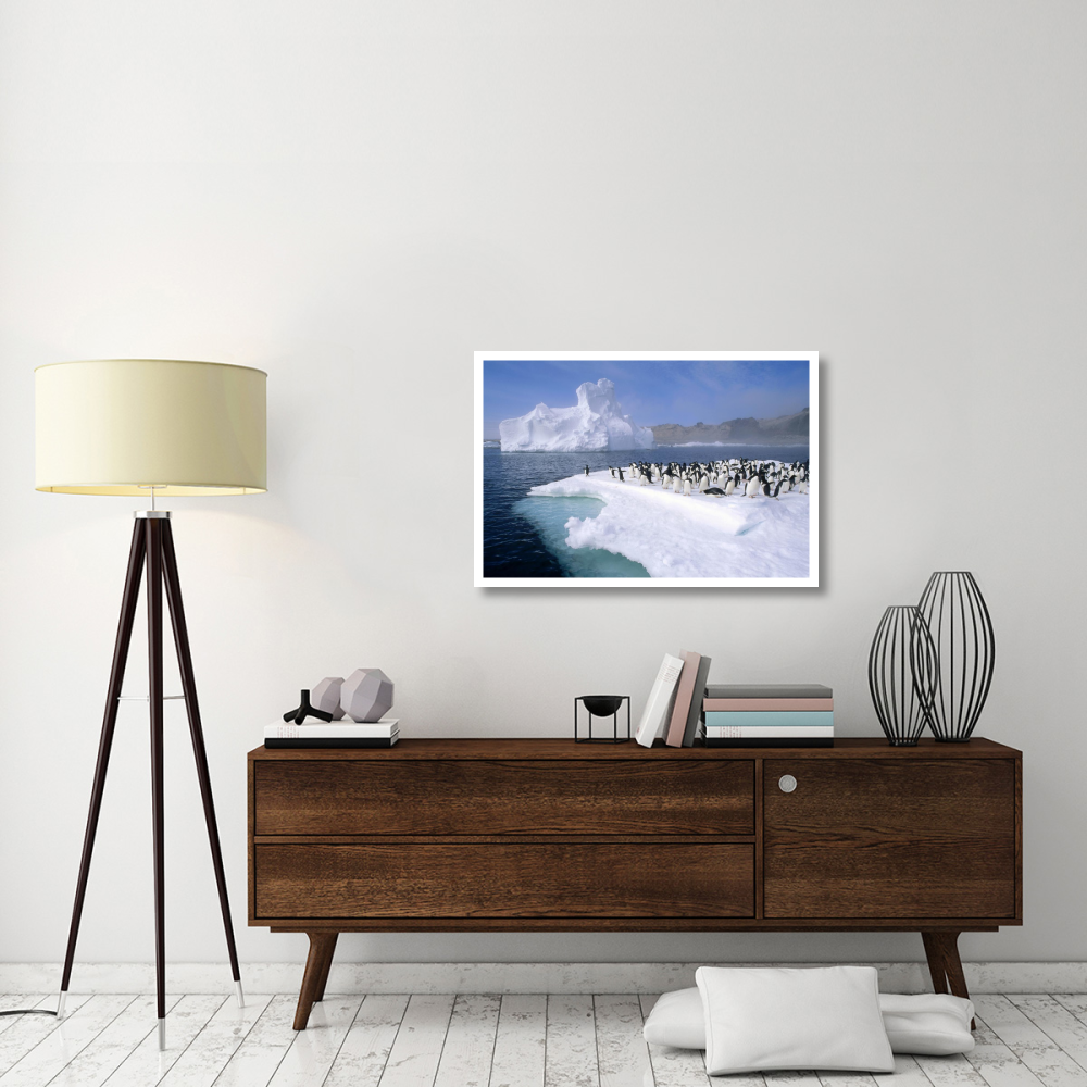 Adelie Penguin group crowding on melting summer ice floe, Possession Island, Ross Sea, Antarctica-Paper Art-38&quotx26"
