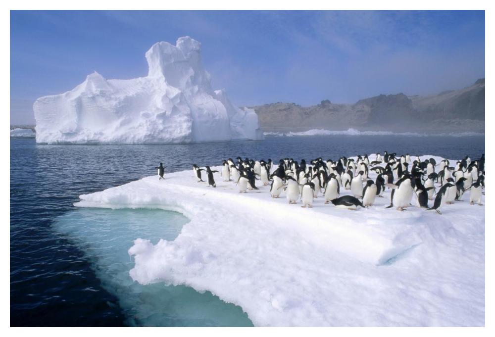 Adelie Penguin group crowding on melting summer ice floe, Possession Island, Ross Sea, Antarctica-Paper Art-50"x34"