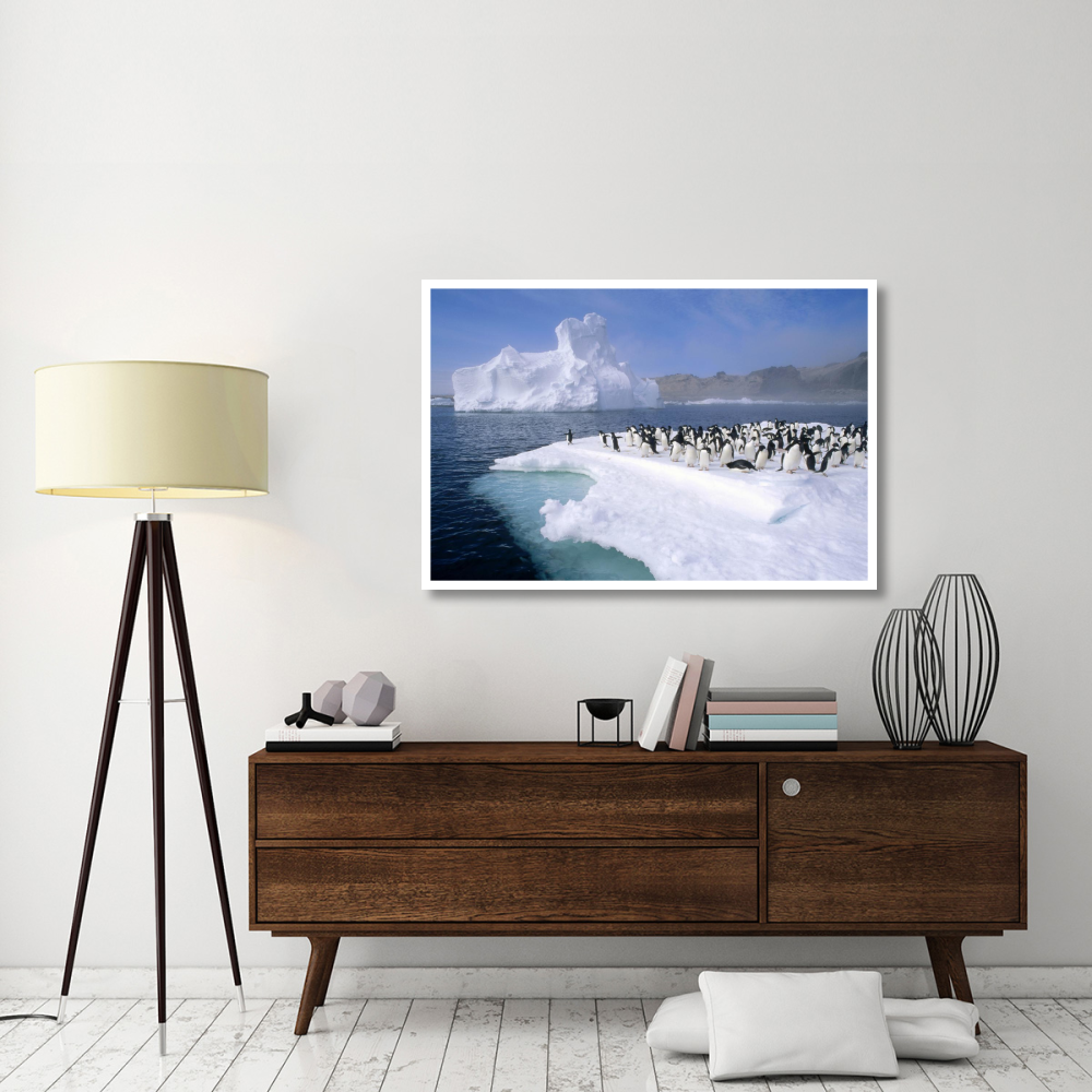 Adelie Penguin group crowding on melting summer ice floe, Possession Island, Ross Sea, Antarctica-Paper Art-50&quotx34"