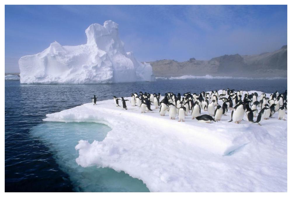 Adelie Penguin group crowding on melting summer ice floe, Possession Island, Ross Sea, Antarctica-Paper Art-62"x42"