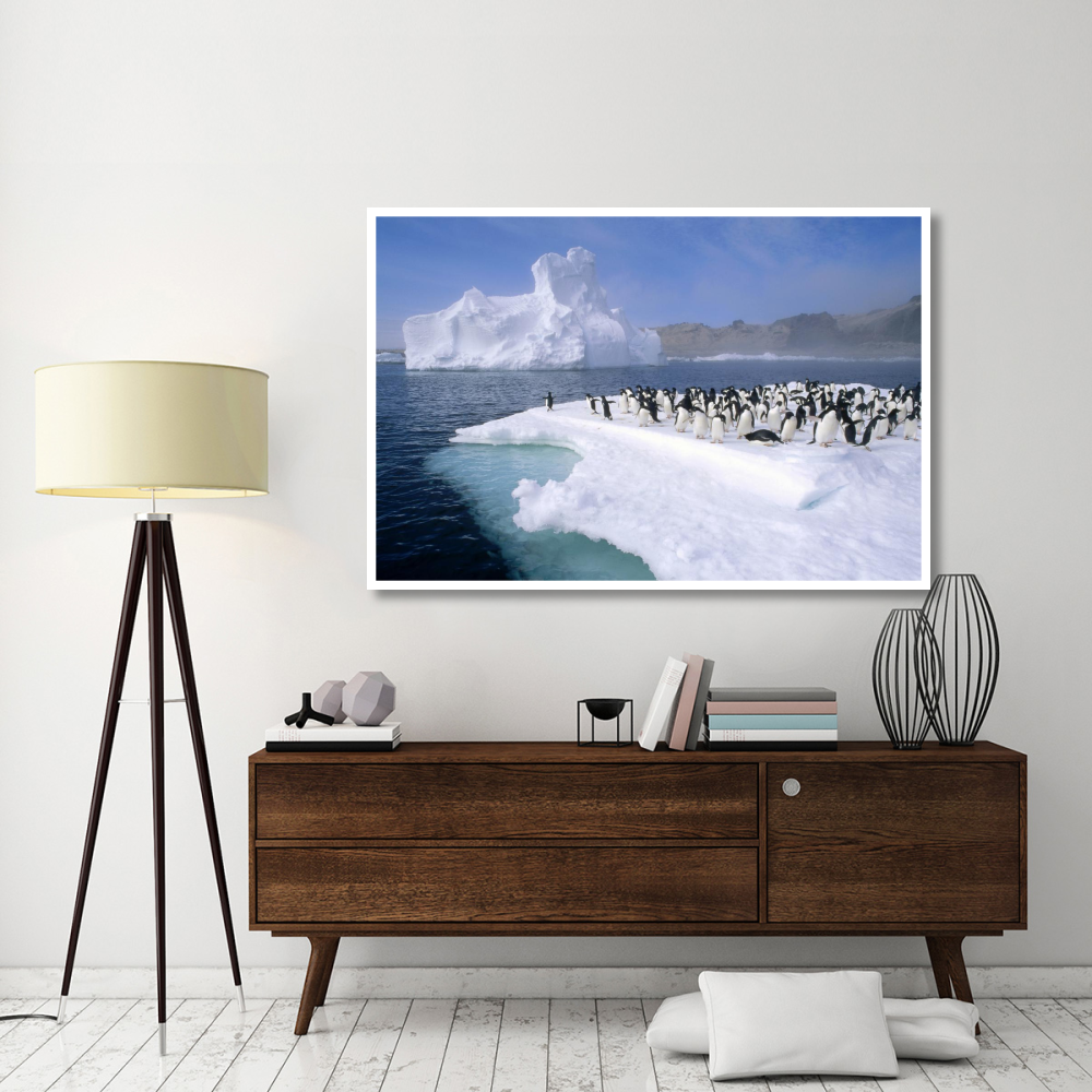 Adelie Penguin group crowding on melting summer ice floe, Possession Island, Ross Sea, Antarctica-Paper Art-62&quotx42"