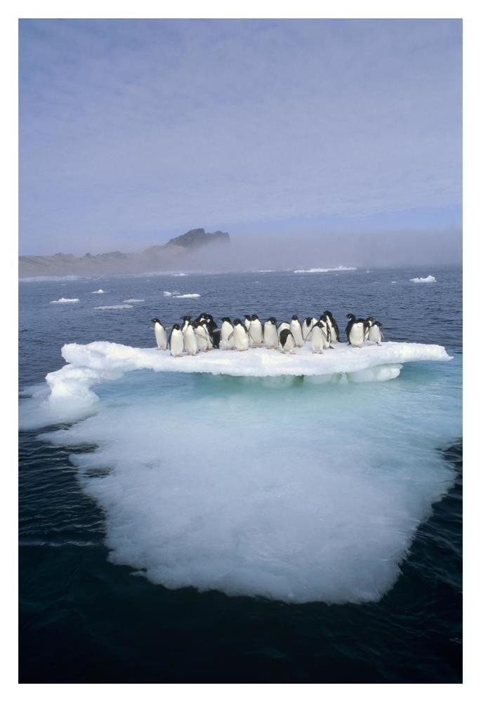 Adelie Penguin group crowding on melting summer ice floe, Possession Island, Ross Sea, Antarctica-Paper Art-14"x20"