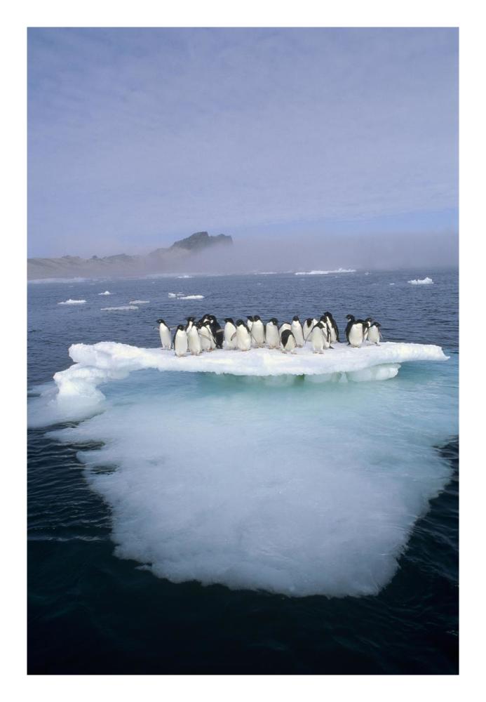 Adelie Penguin group crowding on melting summer ice floe, Possession Island, Ross Sea, Antarctica-Paper Art-18"x26"