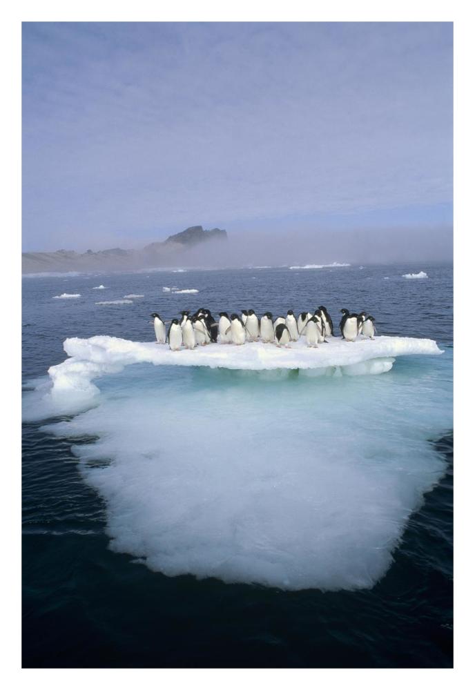 Adelie Penguin group crowding on melting summer ice floe, Possession Island, Ross Sea, Antarctica-Paper Art-22"x32"