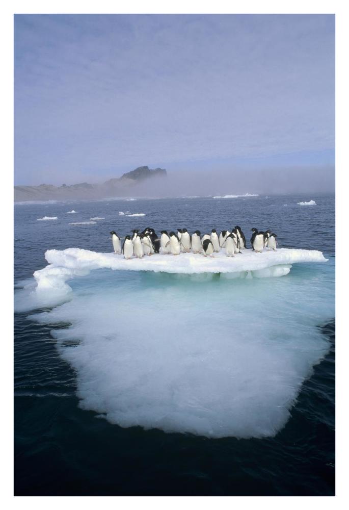 Adelie Penguin group crowding on melting summer ice floe, Possession Island, Ross Sea, Antarctica-Paper Art-26"x38"