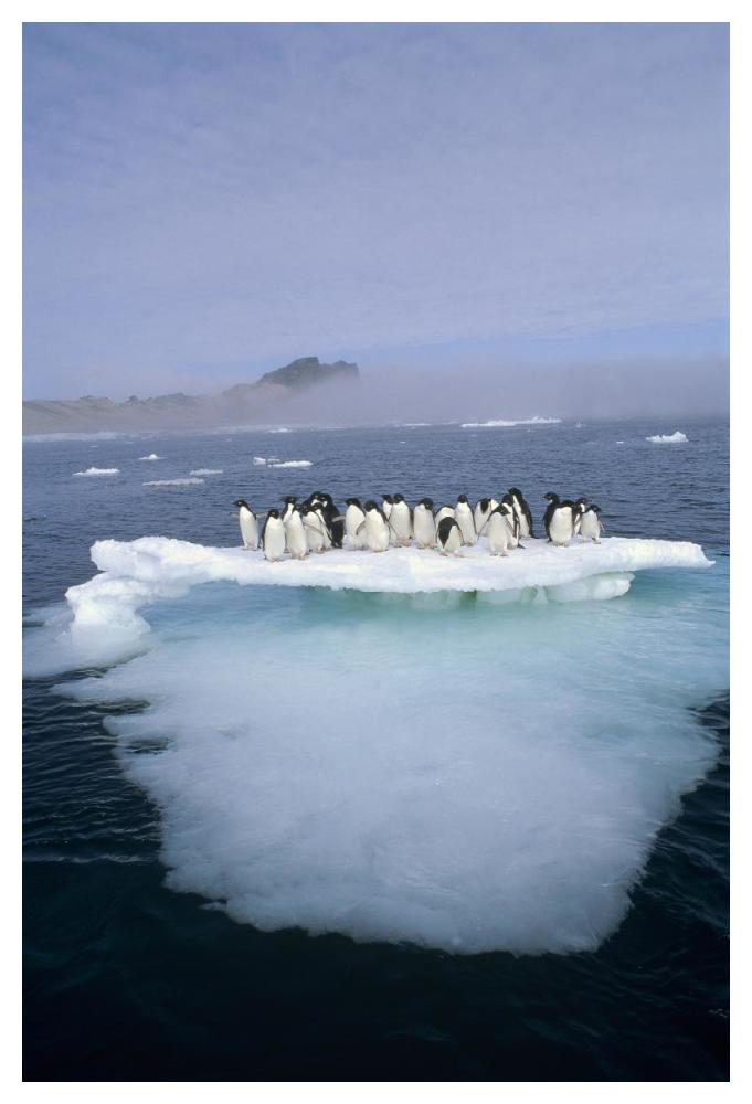 Adelie Penguin group crowding on melting summer ice floe, Possession Island, Ross Sea, Antarctica-Paper Art-34"x50"