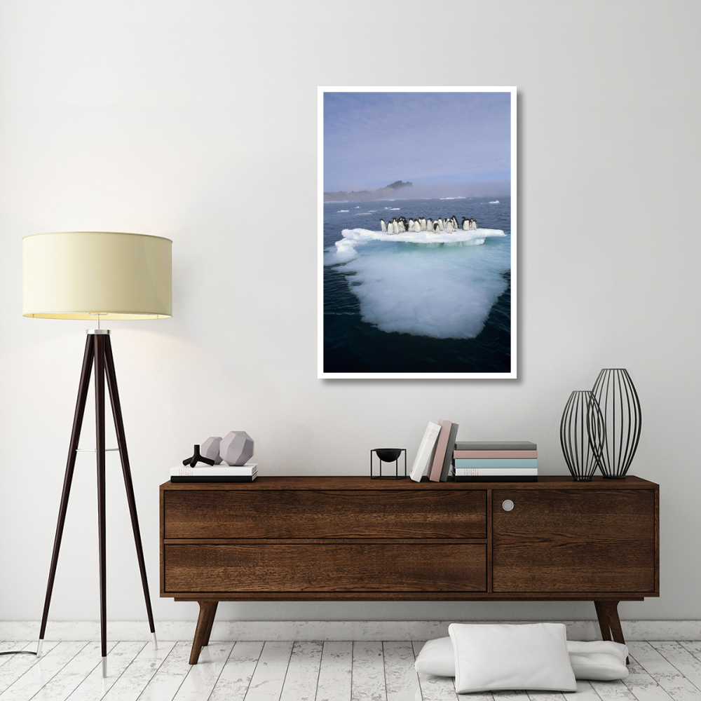 Adelie Penguin group crowding on melting summer ice floe, Possession Island, Ross Sea, Antarctica-Paper Art-34&quotx50"