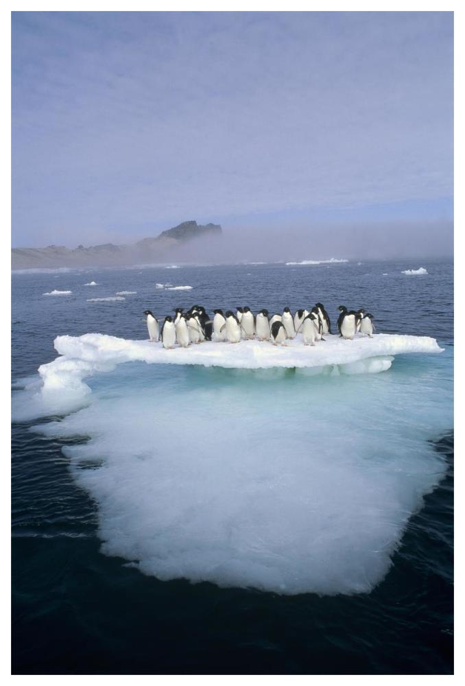 Adelie Penguin group crowding on melting summer ice floe, Possession Island, Ross Sea, Antarctica-Paper Art-42"x62"