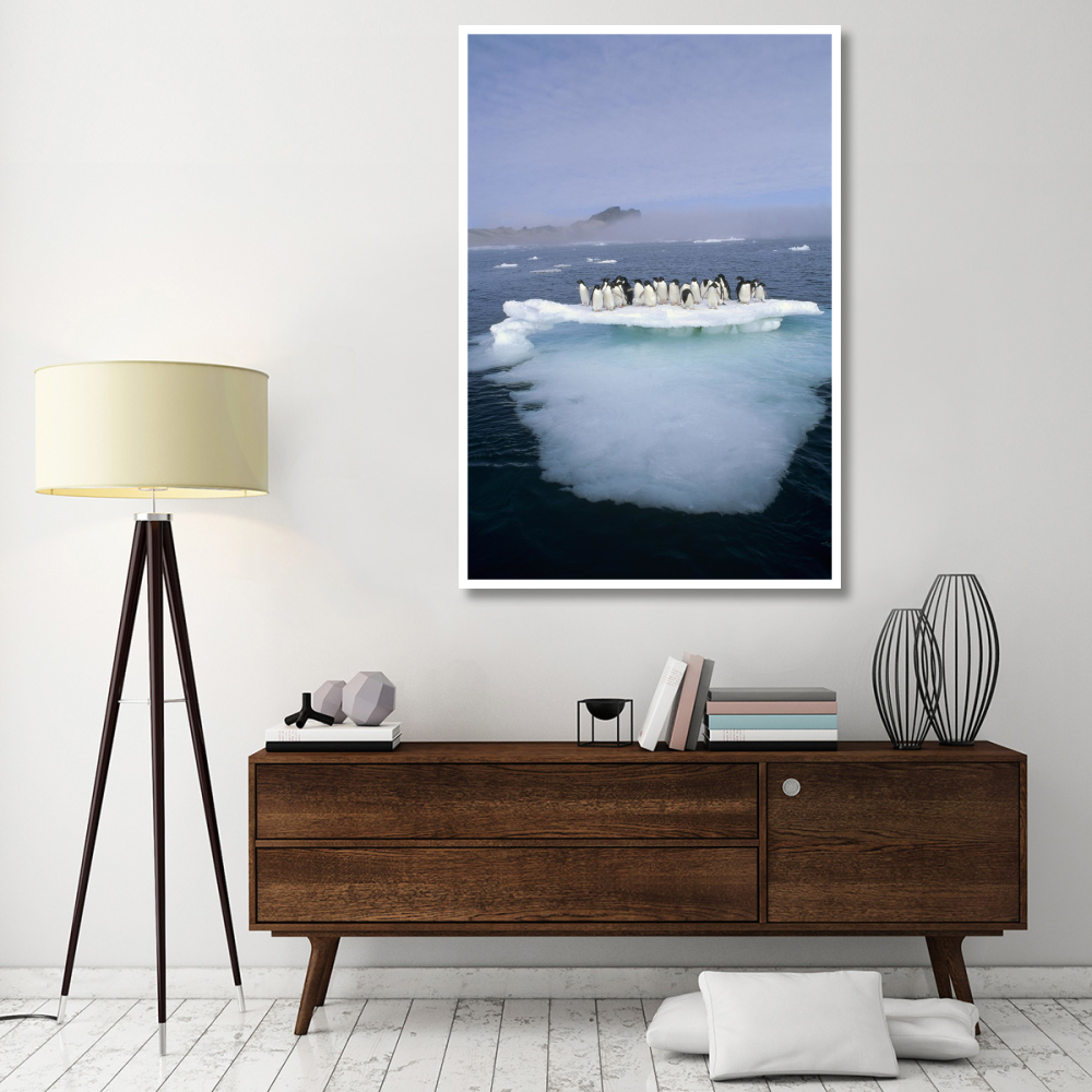 Adelie Penguin group crowding on melting summer ice floe, Possession Island, Ross Sea, Antarctica-Paper Art-42&quotx62"